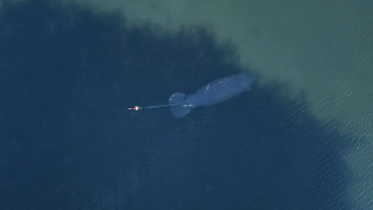 manatee aggregation aerial