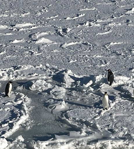 A photo of Emperor Penguins on the ice. (Photo by Kristen Lamprecht)