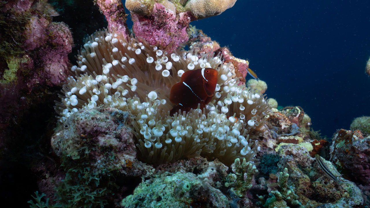 teams comepeting in the rov competition