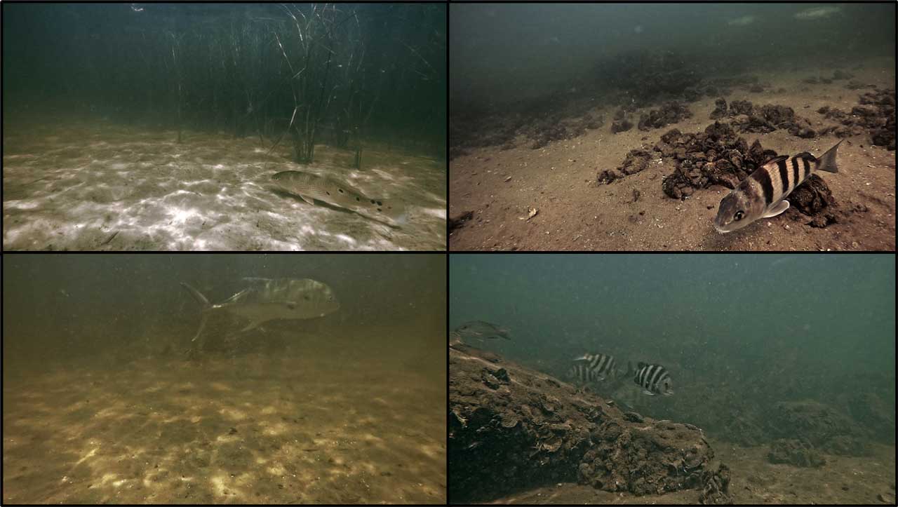 fish found in the Project Greenshores habitat