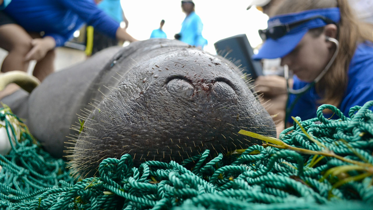 manatee snout