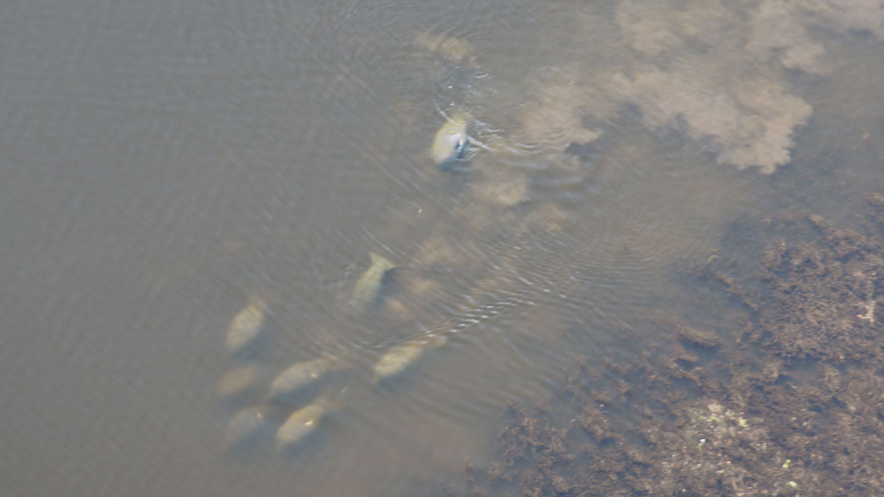 manatee aggregation aerial