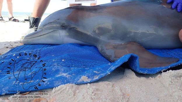 young male dolphin stranded on dauphin island, alabama