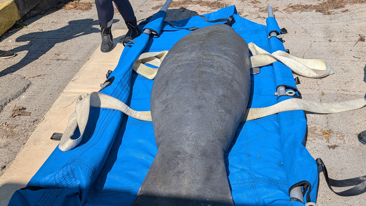 mardi gras the manatee