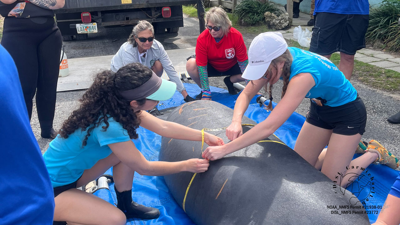 ella watts and sophia corde help measure owa the manatee