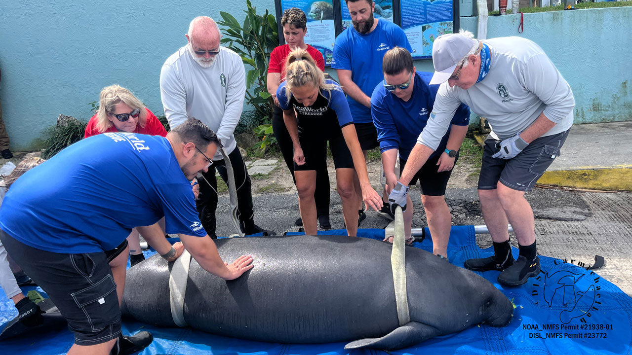 owa the manatee is prepared for release