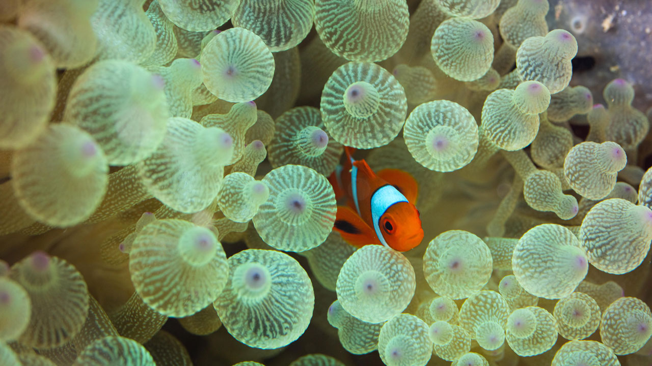 teams comepeting in the rov competition