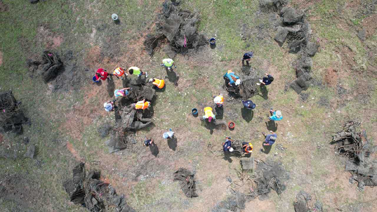 volunteers collect oysters from deteriorating breakwaters