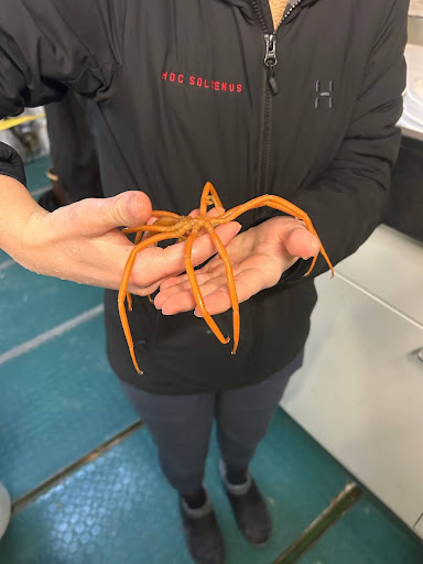Kristen Lamprecht (PhD Student Researcher) holding a sea spider.