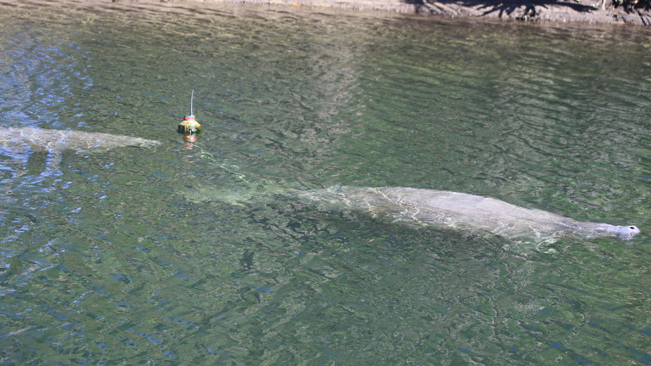 manatee tagged