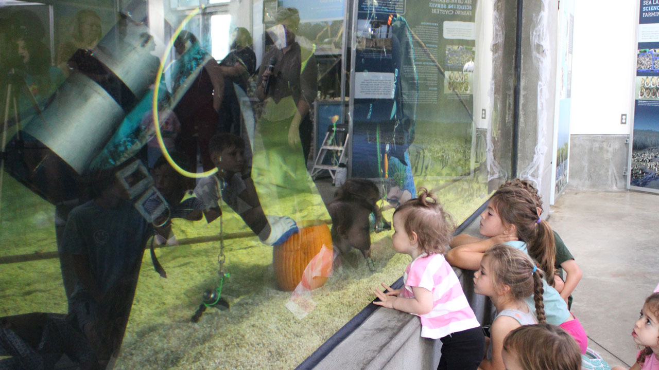 Underwater Pumpkin Carving