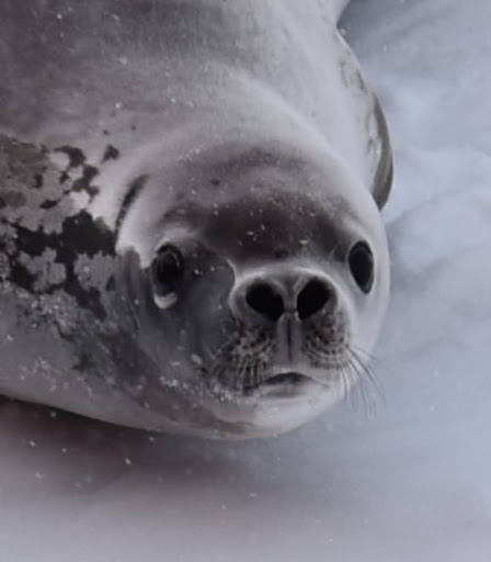 A Weddell Seal resting on an iceberg, is startled awake by our ship’s approach. (Photo by Lilly Petersen)