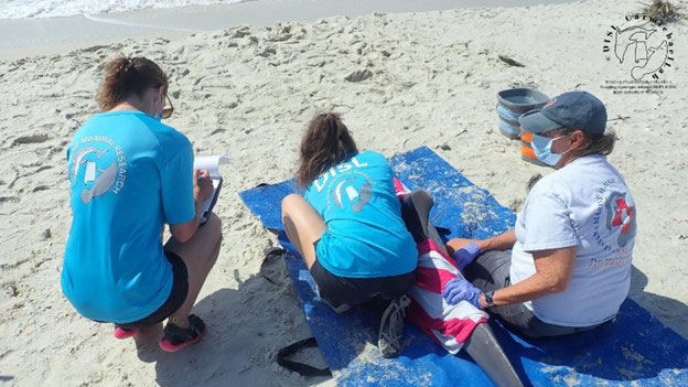 ALMMSN team responds to young male dolphin stranding