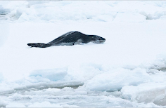 A Leopard Seal waiting on the ice. (Photo by Kristen Lamprecht)